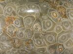 Polished Fossil Coral (Actinocyathus) - Morocco #90257-1